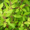 Fuchsia magellanica 'Aurea'